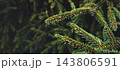 Dark spruce branch on forest background - moody christmas banner with copy space 143806591