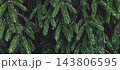 Dark spruce branches panoramic - cinematic christmas banner background 143806595