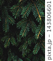 Dark spruce branches on black - moody christmas poster background 143806601