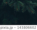 Dark spruce branches border - moody christmas card background with copy space 143806602
