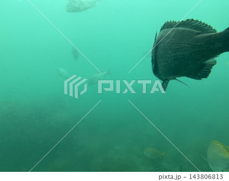 泳ぐ魚 143806813
