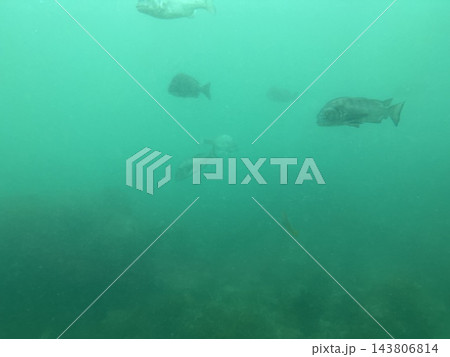 泳ぐ魚 143806814
