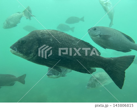 泳ぐ魚 143806815