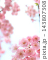 八重咲きのピンクの枝垂れ桜 八重咲きのピンクの枝垂れ桜 143807308