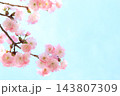 満開の八重桜 【青空背景】 満開の八重桜 【青空背景】 143807309