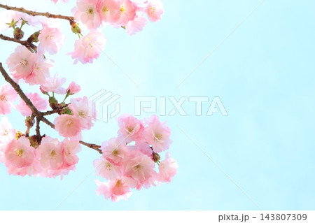 満開の八重桜 【青空背景】 満開の八重桜 【青空背景】 143807309