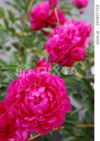 ピンク色の芍薬 143807310