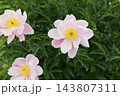 うっすらとピンクがかったシャクヤク うっすらとピンクがかったシャクヤク 143807311
