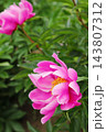 ピンク色の芍薬 ピンク色の芍薬 143807312