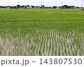 田んぼの稲 143807530