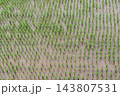 田んぼの稲 143807531