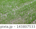田んぼの稲 143807533