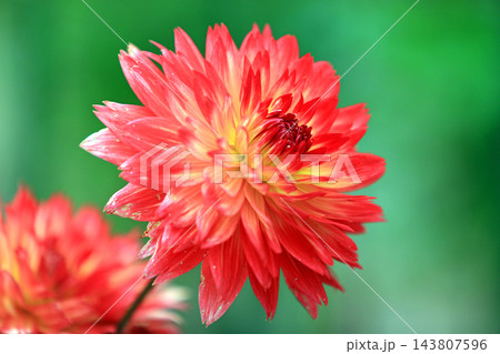 華麗なるダリアの花 華麗なるダリアの花 143807596