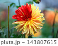 華麗なるダリアの花 143807615