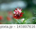 華麗なるダリアの花 143807616