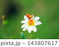 華麗なるダリアの花 143807617