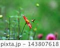 華麗なるダリアの花 143807618
