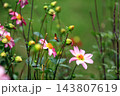 華麗なるダリアの花 143807619