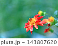 華麗なるダリアの花 143807620