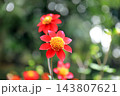 華麗なるダリアの花 143807621