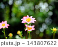 華麗なるダリアの花 143807622