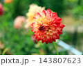 華麗なるダリアの花 143807623