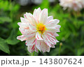華麗なるダリアの花 143807624
