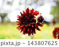 華麗なるダリアの花 143807625