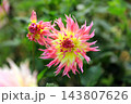 華麗なるダリアの花 143807626