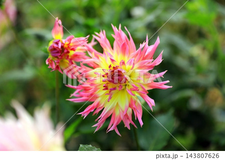 華麗なるダリアの花 143807626