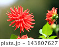 華麗なるダリアの花 143807627