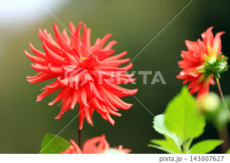 華麗なるダリアの花 華麗なるダリアの花 143807627