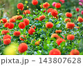 華麗なるダリアの花 143807628