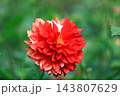 華麗なるダリアの花 143807629