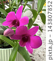 Beautiful blossom Dendrobium orchid 143807852