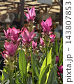 Blooming Turmeric or Siamese Tulip (Latin - Curcuma alismatifolia) 143807853