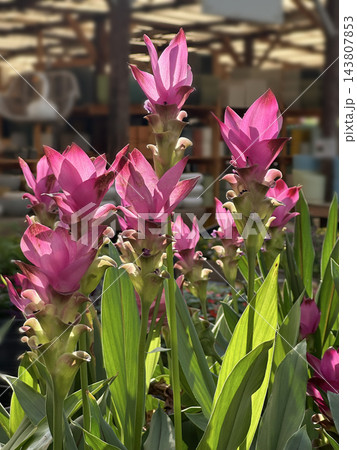 Blooming Turmeric or Siamese Tulip (Latin - Curcuma alismatifolia) 143807853