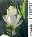 Blooming Turmeric or Siamese Tulip (Latin - Curcuma alismatifolia) 143807854