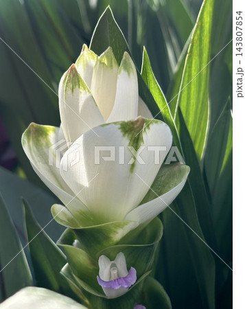 Blooming Turmeric or Siamese Tulip (Latin - Curcuma alismatifolia) 143807854