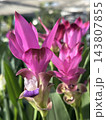 Blooming Turmeric or Siamese Tulip (Latin - Curcuma alismatifolia) 143807855