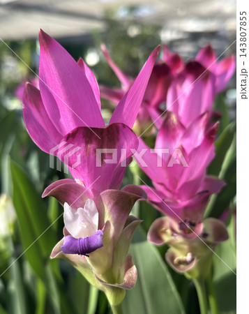 Blooming Turmeric or Siamese Tulip (Latin - Curcuma alismatifolia) Blooming Turmeric or Siamese Tulip (Latin - Curcuma alismatifolia) 143807855