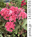Indian pink (Latin Lagerstroemia indica) flowering 143807856