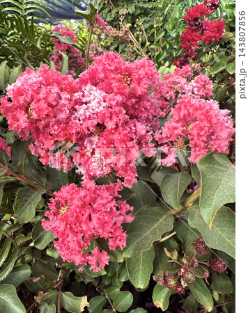 Indian pink (Latin Lagerstroemia indica) flowering 143807856