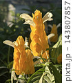 Evergreen perennial ornamental shrub Pachystachys 143807857
