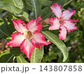 Adenium multiflora (Latin - Adenium Multiflorum) 143807858