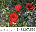 Spring bloom of anemones (Anemone coronaria) in the Negev 143807859
