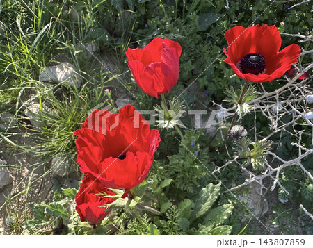 Spring bloom of anemones (Anemone coronaria) in the Negev Spring bloom of anemones (Anemone coronaria) in the Negev 143807859
