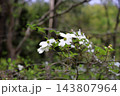 爽やか　ヤマボウシの花 143807964