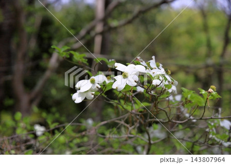 爽やか　ヤマボウシの花 143807964