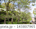爽やか　ヤマボウシの花 143807965